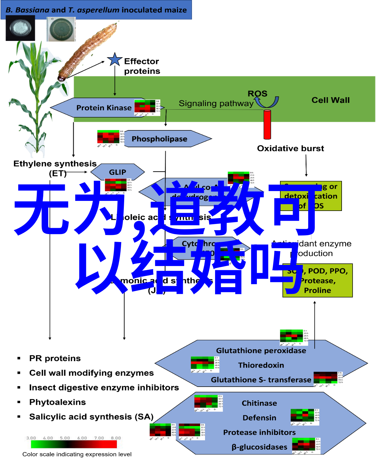 道家代表人物老子与庄子道家的智慧之源