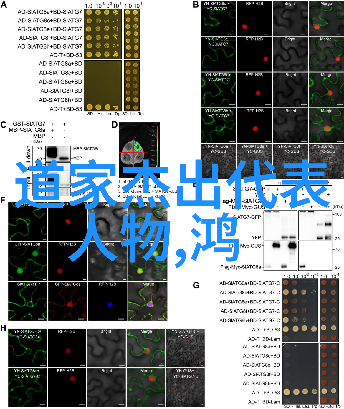 天地不仁以万物为刍狗从庄子的世界观谈起