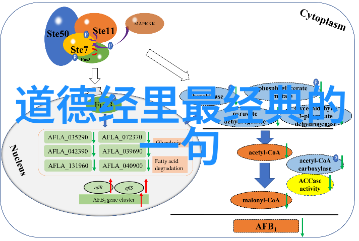 道教创始人是谁-老子道教之父与宇宙智慧的传递者