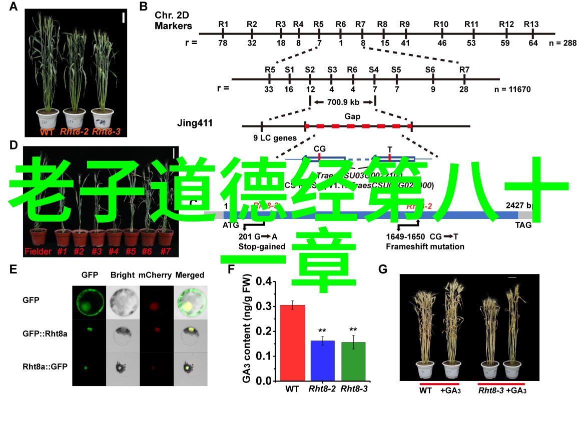 道家故事深度解析揭秘庄子中的智慧之光道家哲学与生活实践的融合