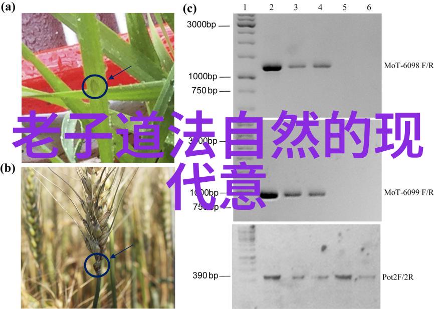 老子道德经全文解释 - 悟道者以无为之治顺应自然之法