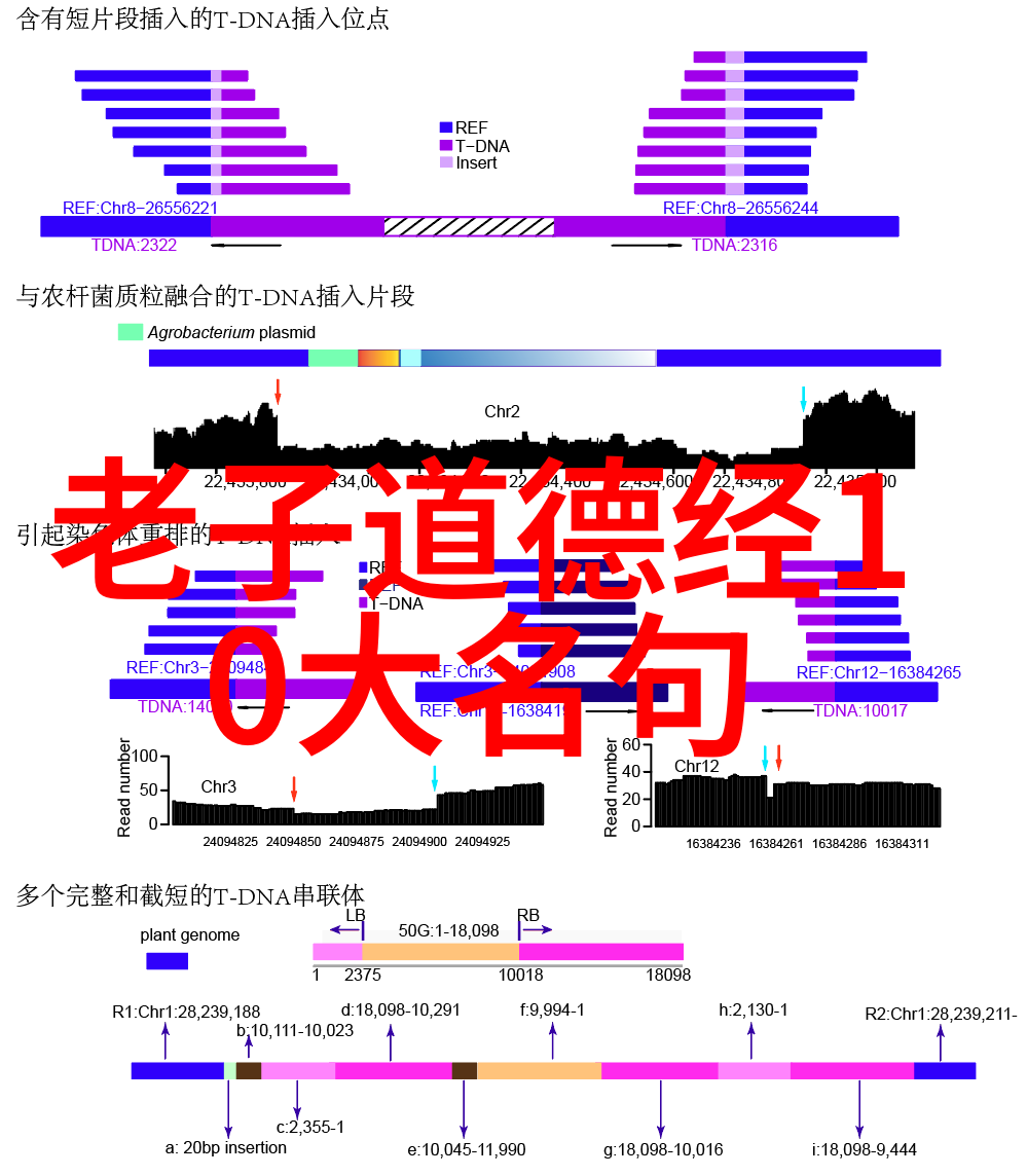 从老子到朱熹中国文化中道家思想的演变