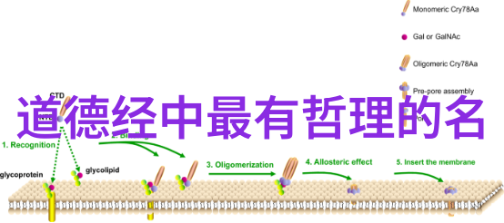 道德经全文解读与经典译文中华文化古籍深度探究