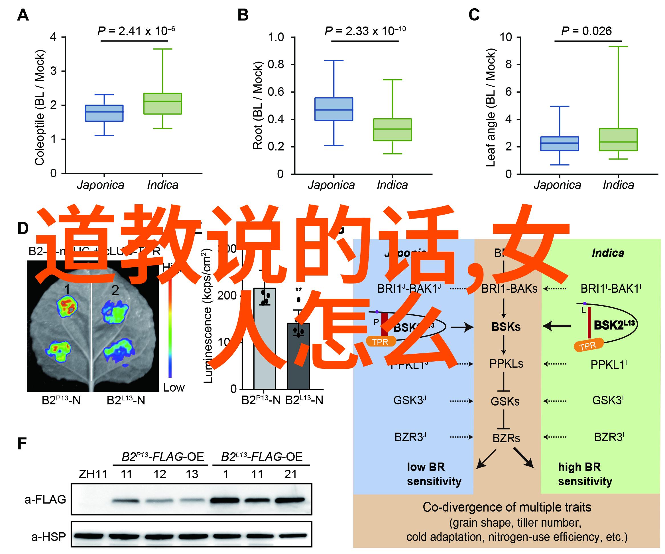 道教创始人是谁揭开神秘面纱的谜团