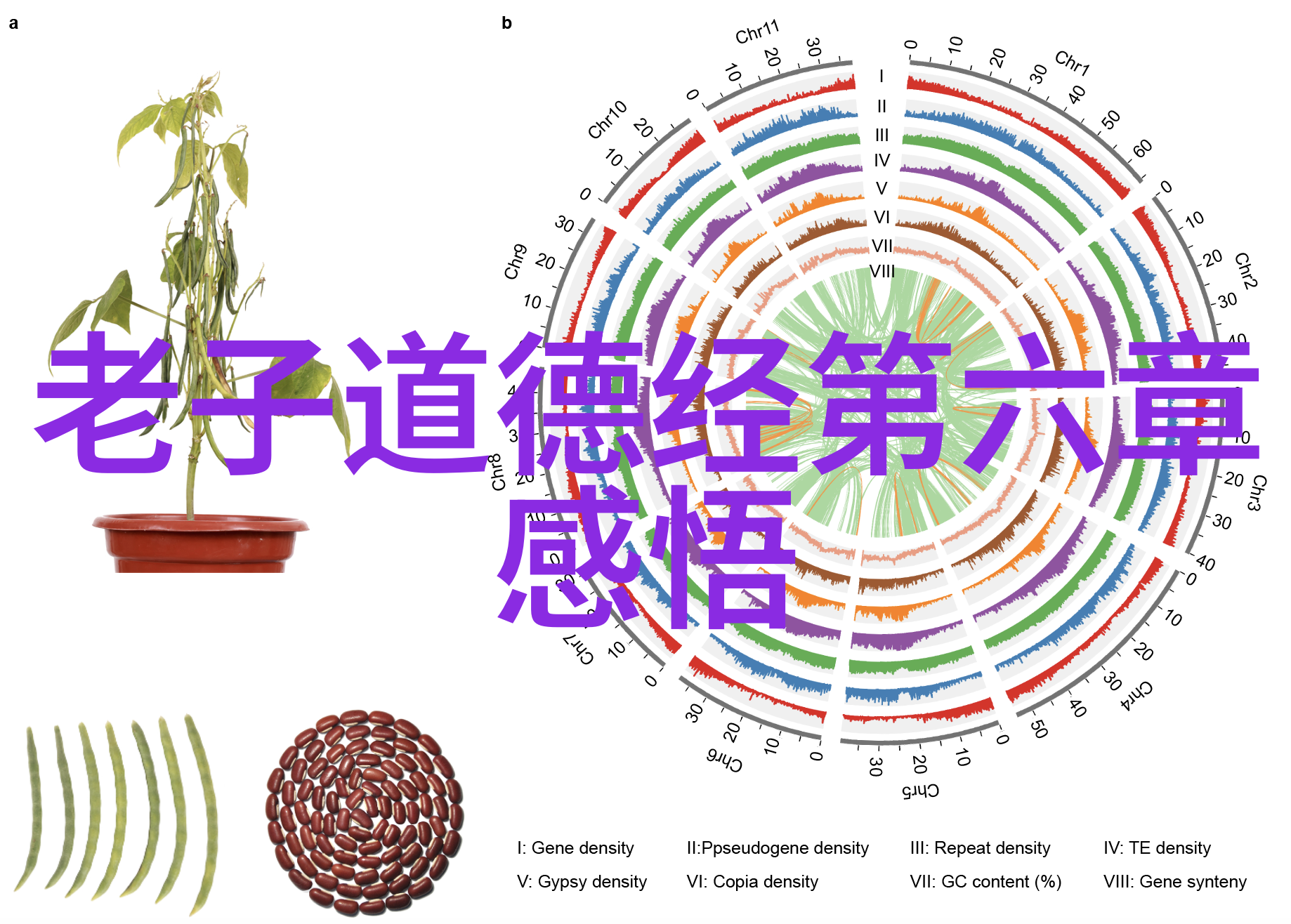 无为之治古今哲学探究与现代政治实践