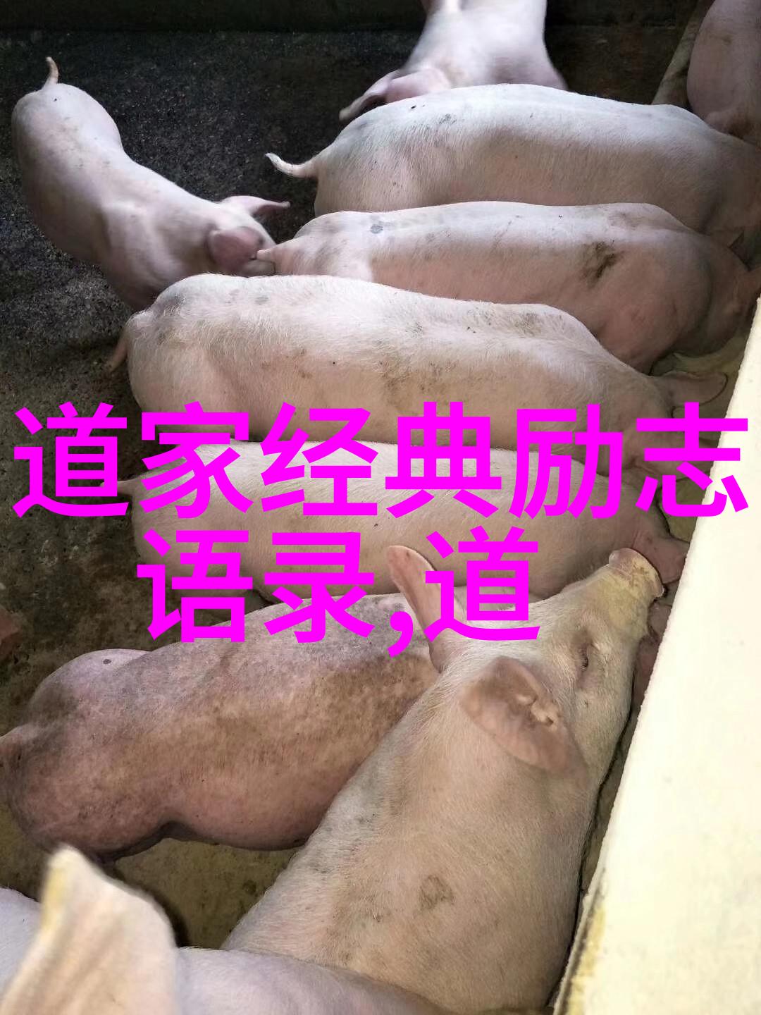 探寻天师的神秘境界