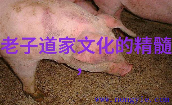 解密八字真言口诀揭秘古代智慧的奥秘与运用