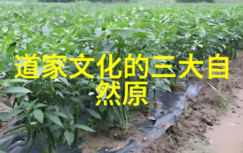 情感哲思-无欲则刚探索感情中的坚韧与平衡