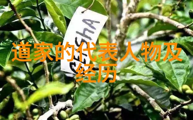 如何平衡无为与无不为达到人生中的和谐状态