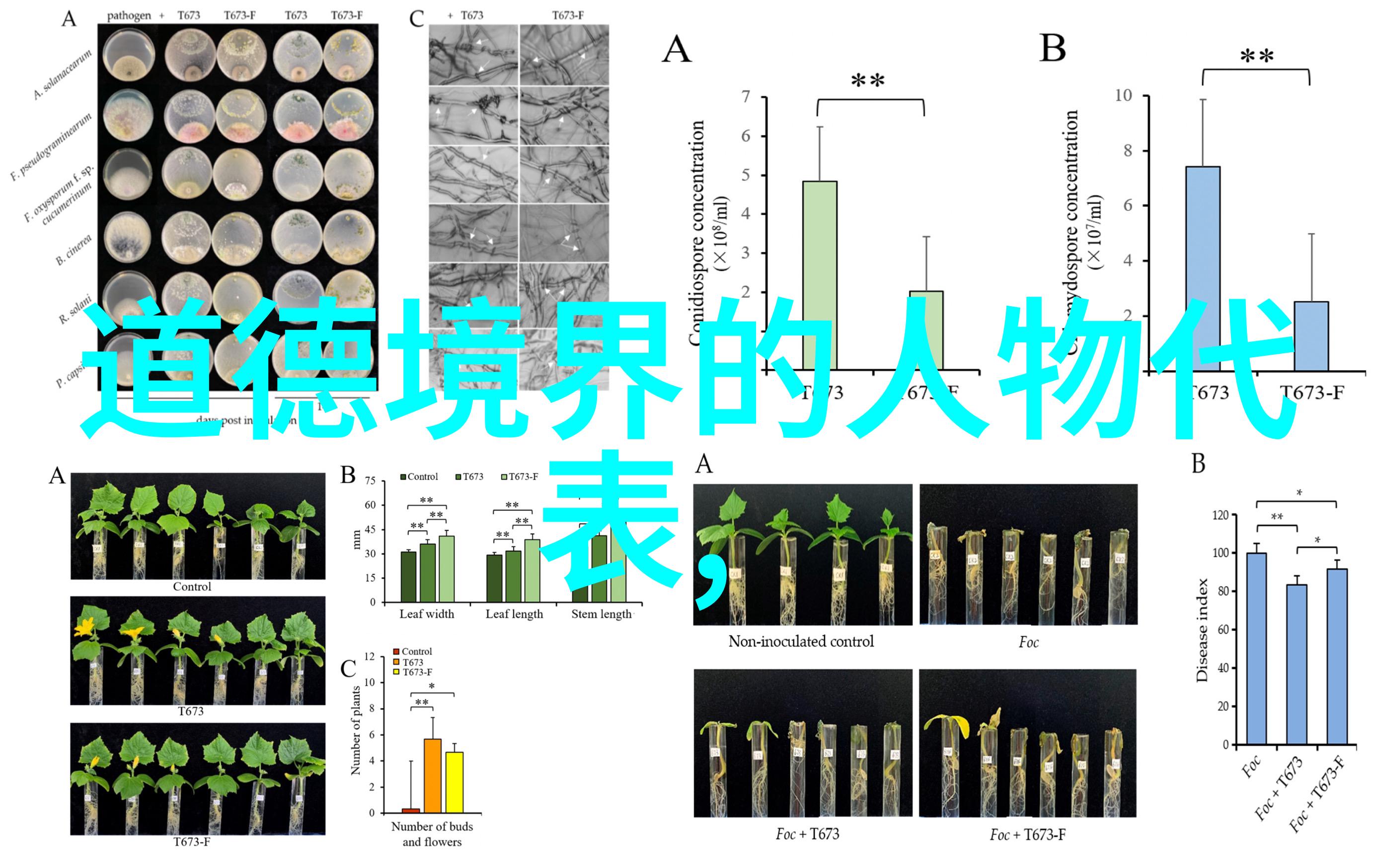 56个民族的特色文化探索苗族的糯食与酸香