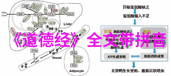 道法自然的智慧探索揭秘道德经的哲理深度