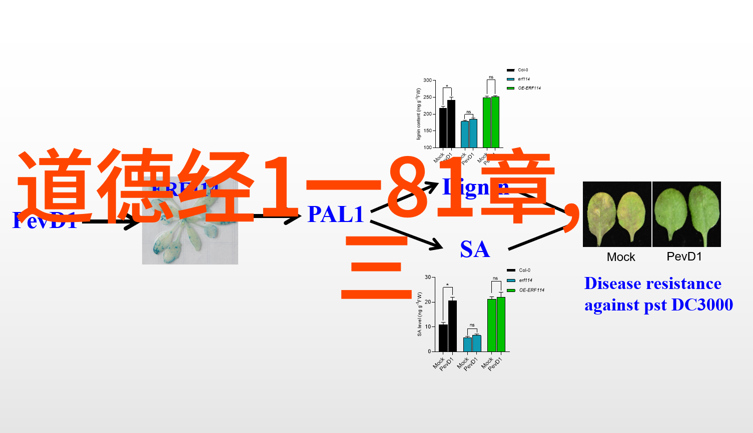 天界之主的秘密探寻玉皇大帝真名的神话与传说