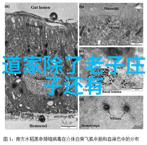 中国道教鼻祖是谁老子你是怎样成就了千年神传的