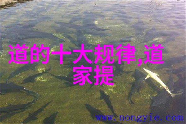 道藏秘录天师之谜