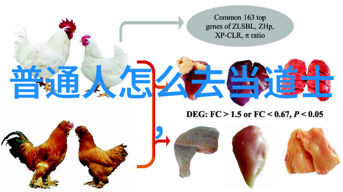 静听天籁道家学说与道教的悠扬对话