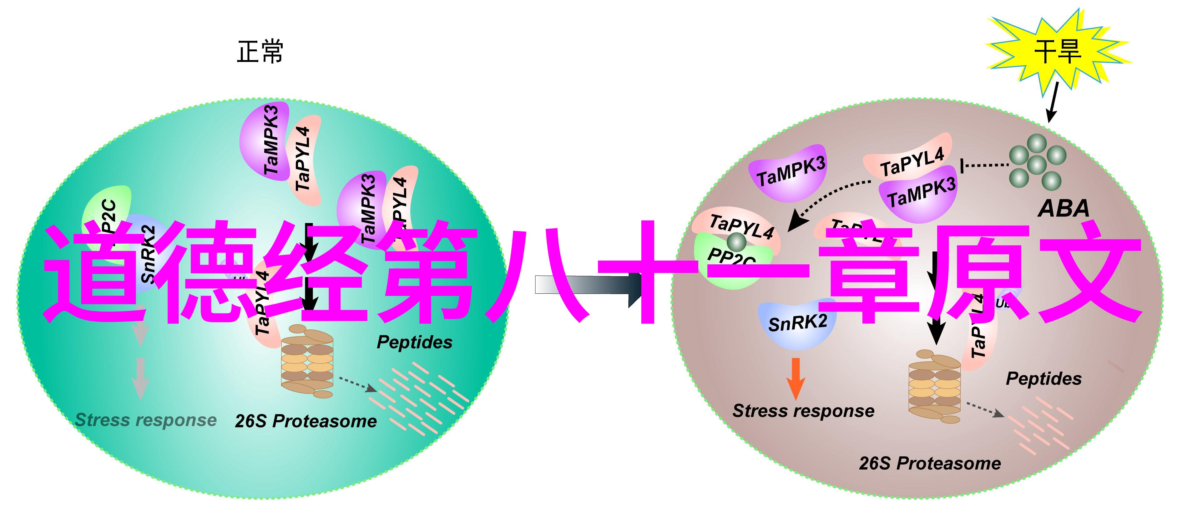 探寻信道教的追随者信仰与生活的融合