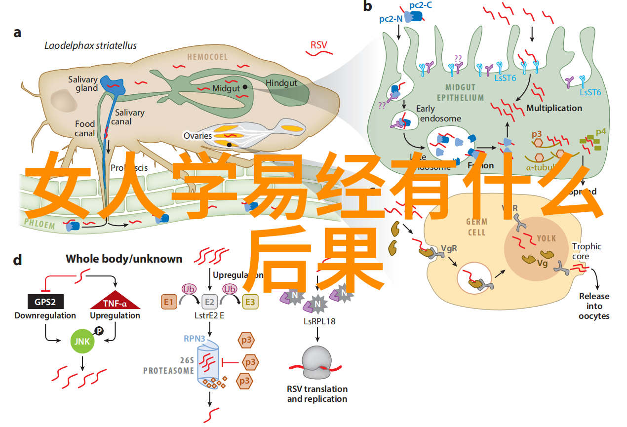 苗族芦笙制作技艺