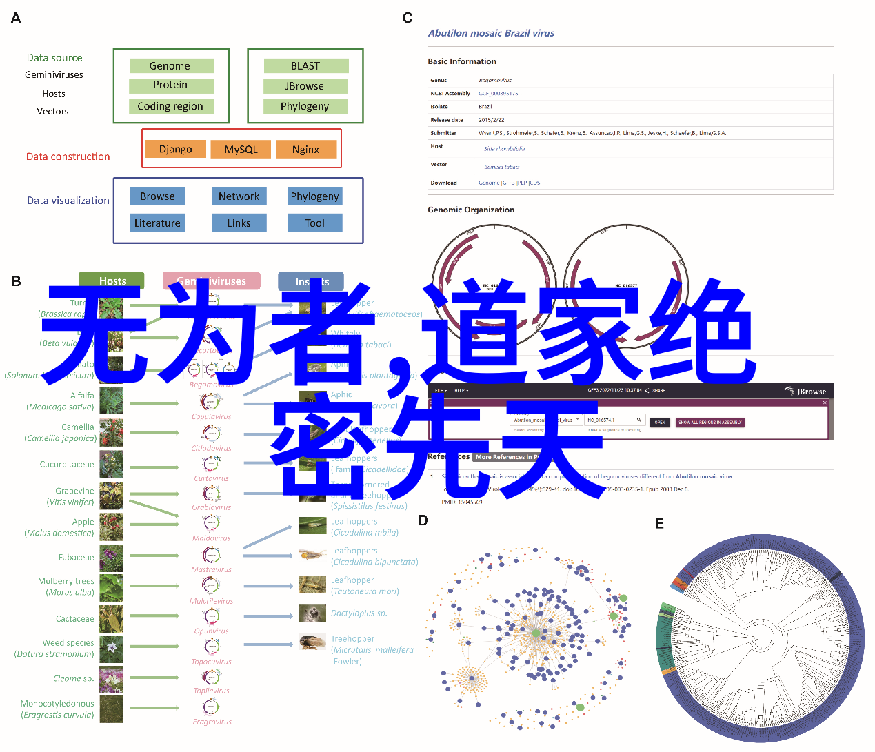 探索中国古代宗教学派如何评价道教四大的地位和影响力