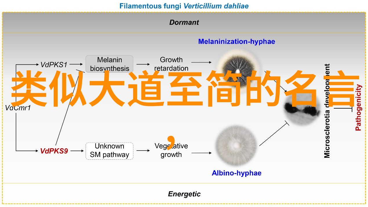 道家学说引领中国智慧与世界和谐的光芒